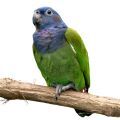 Blue Headed Pionus Accessories