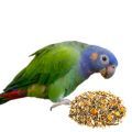 Blue Headed Pionus Food