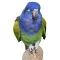 Blue Headed Pionus Stands