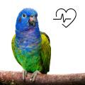 Blue Headed Pionus Supplements