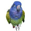 Blue Headed Pionus Supplies