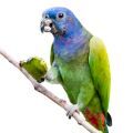 Blue Headed Pionus Treats