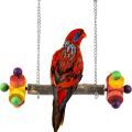 Blue Streaked Lory Accessories