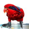 Blue Streaked Lory Food