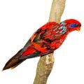 Blue Streaked Lory Stands