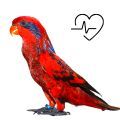 Blue Streaked Lory Supplements