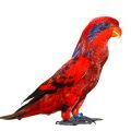 Blue Streaked Lory Supplies