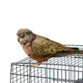 Bourke's Parakeet Parrot Cages