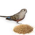 Bourke's Parakeet Parrot Food