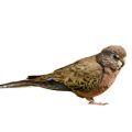 Bourke's Parakeet Parrot Supplies