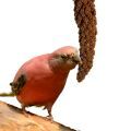 Bourke's Parakeet Parrot Treats
