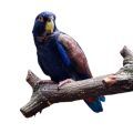 Bronze Winged Pionus Accessories