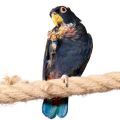 Bronze Winged Pionus Treats