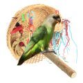 Brown Headed Parrot Accessories