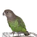 Brown Headed Parrot Cages