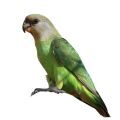 Brown Headed Parrot Supplies