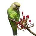 Brown Headed Parrot Treats