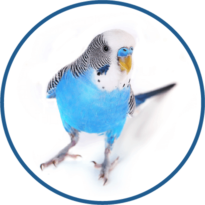 Budgies