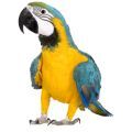 Cage Bedding for Parrots