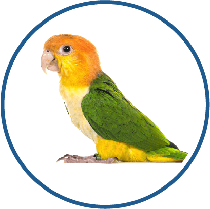 Caique