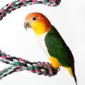 Accessories for Caique Parrots