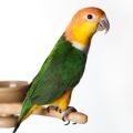 Stands for Caiques Parrots