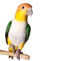 Caique Parrot Supplements