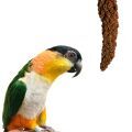 Treats for Caique Parrots