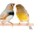 Accessories Suitable for Canaries & Finches