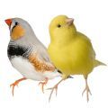 Cages for Canaries and Finches