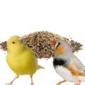 Parrot Food for Canary and Finch
