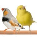 Supplements for Canaries & Finches