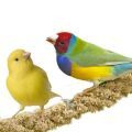 Canary & Finch Treats