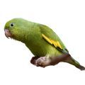 Canary-winged Parakeet Accessories