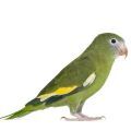 Canary-winged Parakeet Cages