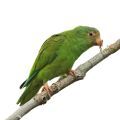 Canary-winged Parakeet Stands