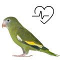 Canary-winged Parakeet Supplements