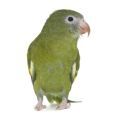 Canary-winged Parakeet Supplies