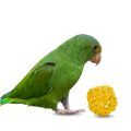 Canary-winged Parakeet Toys