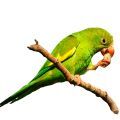 Canary-winged Parakeet Treats
