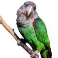 Cape Parrot Accessories