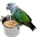 Cape Parrot Food