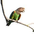 Cape Parrot Stands