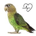Cape Parrot Supplements