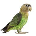 Cape Parrot Supplies