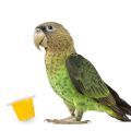 Cape Parrot Treats
