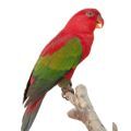 Chattering Lory Cages