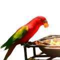 Chattering Lory Food