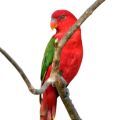 Chattering Lory Stands from Parrot Essentials
