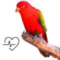 Chattering Lory Supplements